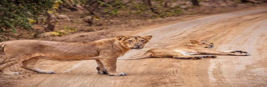 Gir Lion Safari Cover Image