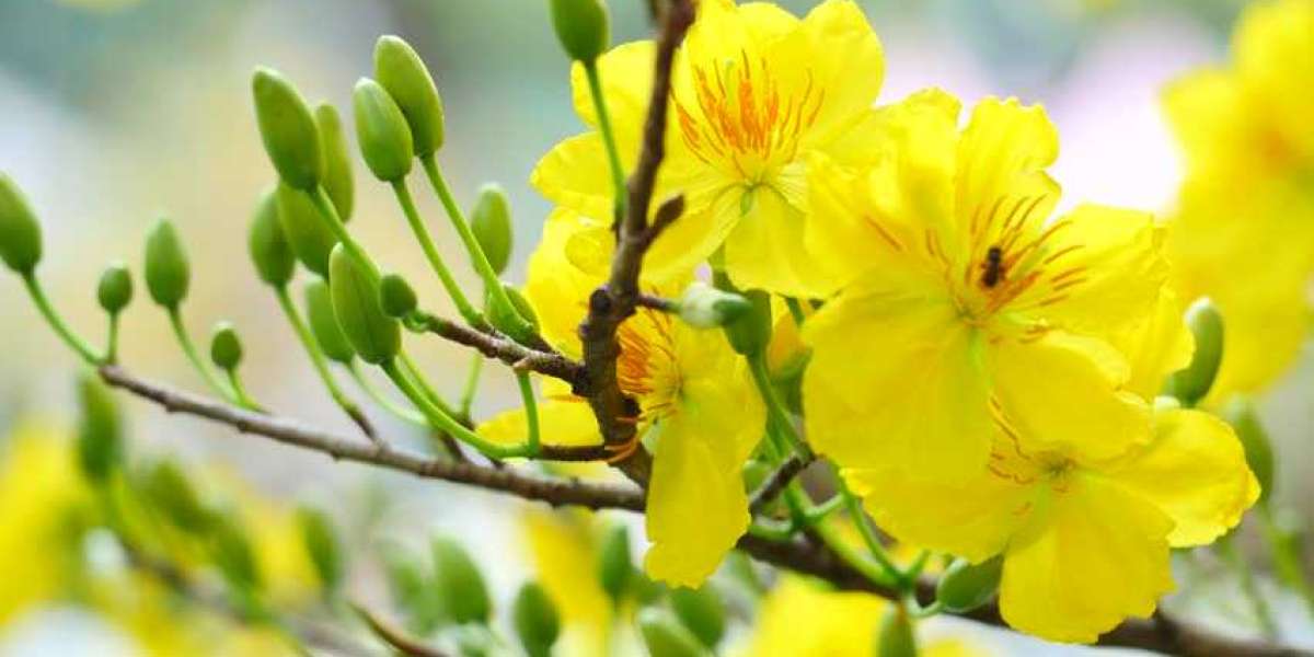 Hướng dẫn cách trồng và chăm sóc cây Mai vàng