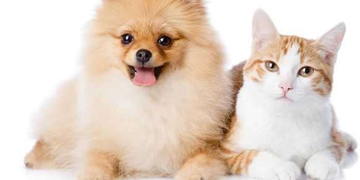 Pamper Your Pets: Top Pet Grooming Services in Abu Dhabi with MrPets