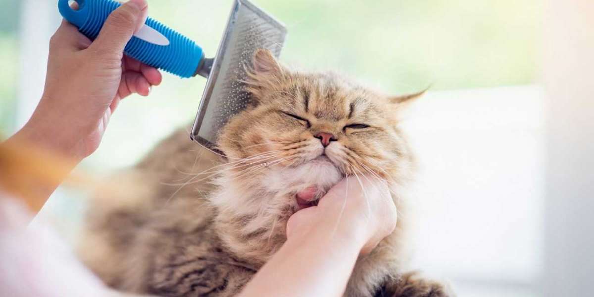 Purr-fectly Pampered: Cat Grooming Dubai Delights