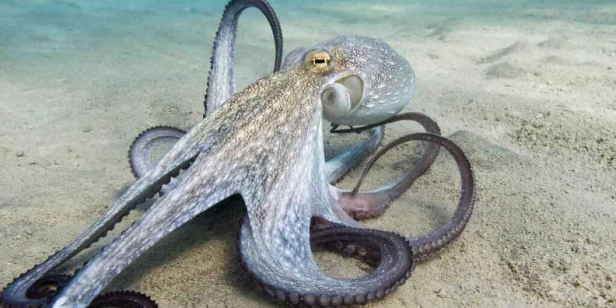 How Many Hearts Does an Octopus Have?