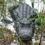 Backwoods Airboat Adventures Adventures Profile Picture