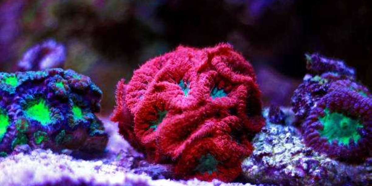 Exploring the Best Corals for Your Reef Tank
